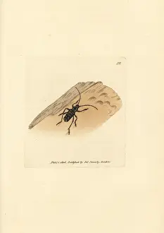 Cerambyx: Sarosesthes fulminans beetle