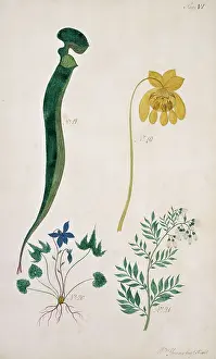 Ericales: Sarracenia flava, trumpet leaf