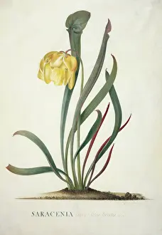 Dionysius: Sarracenia flava, trumpets