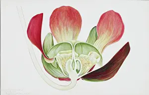 Purpurea: Sarracenia purpurea, pitcherplant