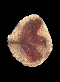 U.s.a: Sassafras obtusum