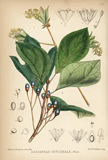 Sassafras: Sassafras, Sassafras albidum