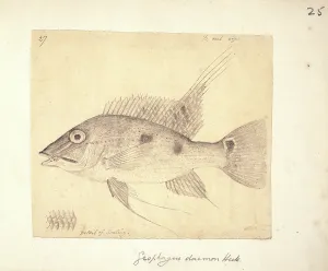 Ray Finned: Satanoperca daemon (Geophagus daemon)