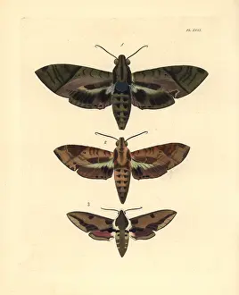Spurge: Satellite sphinx and spurge hawkmoth