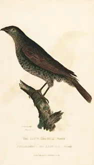 Kearsley: Satin bowerbird, Ptilonorhynchus violaceus