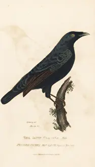 Kearsley: Satin bowerbird, Ptilonorhynchus violaceus