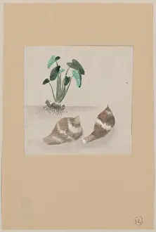 Taro: Satoimo taro potato with plant growing in the background