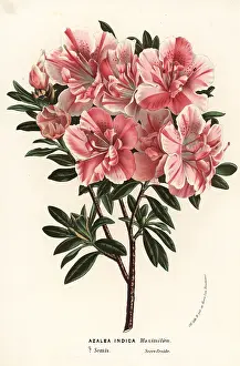 Azalea: Satsuki azalea, Rhododendron indicum