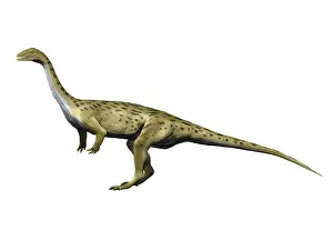 Carnian: Saturnalia is a prosauropod dinosaur from the Triassic ?