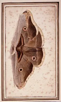 Flegel: Saturnia pyripavonia, emperor moth