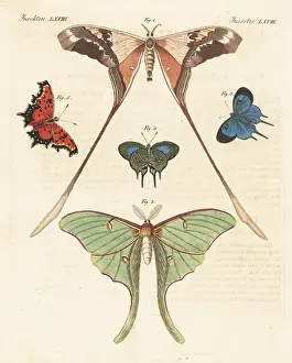 Ventral: Saturnid moth, luna moth, Arcas imperialis and grey comma