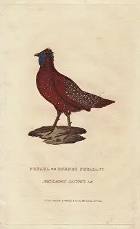 Whittaker: Satyr tragopan, Tragopan satyra