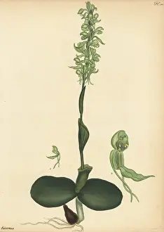 Francis Masson: Satyrium bicorne orchid