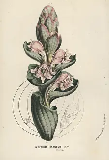 Satyrium: Satyrium carneum orchid