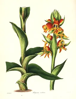 Satyrium: Satyrium coriifolium orchid