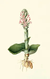 Satyrium: Satyrium erectum