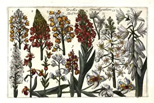 Esposta: Satyrium orchids and Star of Bethlehem