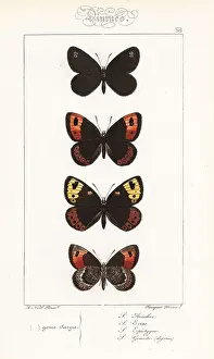 Pauquet: Satyrus arachne, Satyrus evias, spring ringlet