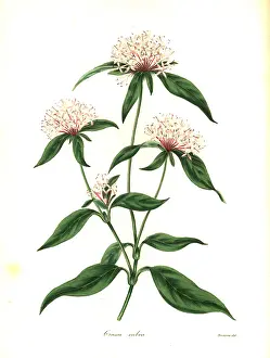 Henslow: Saucer flower, Crusea hispida