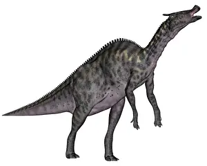Saurolophus: Saurolophus dinosaur