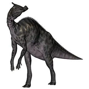 Saurolophus: Saurolophus dinosaur