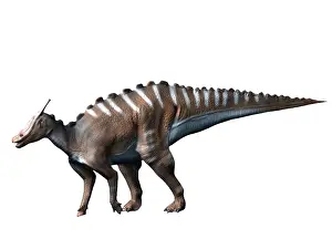 Duckbill: Saurolophus dinosaur