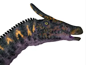 Saurolophinae: Saurolophus dinosaur head