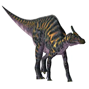 Markings: Saurolophus dinosaur, front view
