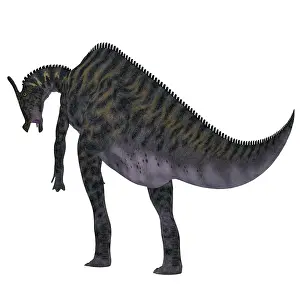 Saurolophus: Saurolophus dinosaur on white background