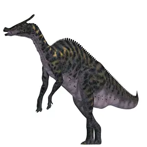 Saurolophus: Saurolophus dinosaur on white background