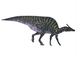 Saurolophus: Saurolophus dinosaur on white background