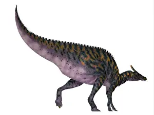 Saurolophinae: Saurolophus dinosaur, white background
