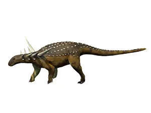 Ankylosaur: Sauropelta dinosaur