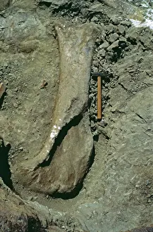 Sauropoda: Sauropod excavation, 1982