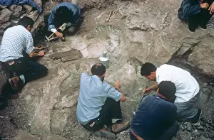 Sauropoda: Sauropod excavation, 1982