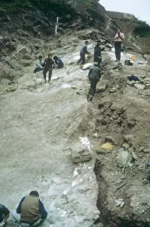 Sauropoda: Sauropod excavation, 1982