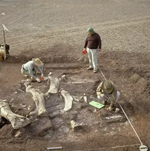 Sauropoda: Sauropod excavation, 1988
