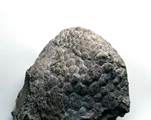 Sauropoda: Sauropod skin impression
