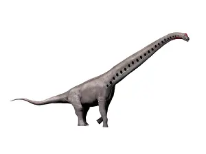 Thick: Sauroposeidon dinosaur