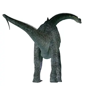Titanosaur: Sauroposeidon dinosaur, rear view