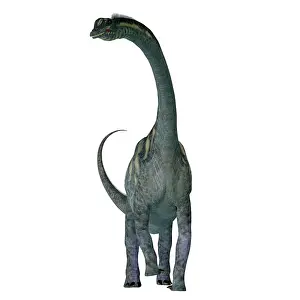 Titanosaur: Sauroposeidon dinosaur, front view