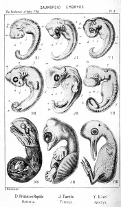 Haeckel: Sauropsid embryos. From Ernst Haeckel The Evolution