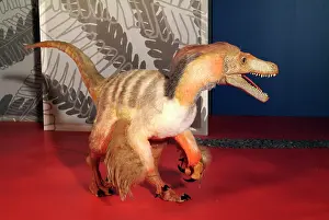 Coelurosaur: Saurornitholestes