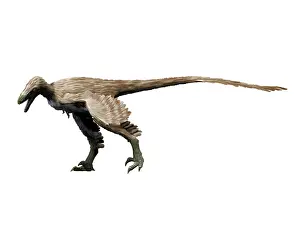 Limbs: Saurornitholestes dinosaur