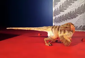 Coelurosaur: Saurornitholestes, Upper Cretaceous dinosaur