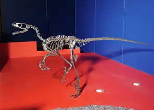 Saurischian: Saurornitholestes, Upper Cretaceous dinosaur