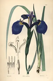 Tridentata: Savannah iris or Bay Blue-flag iris, Iris tridentata