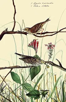 Sparrow: Savannah Sparrow, Passervulus sandwichensis