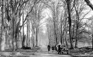 Savernake: Savernake, Forest, Grand Avenue c1955