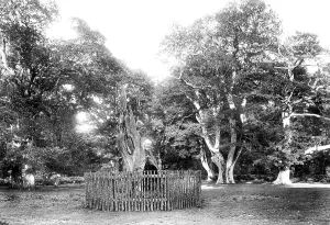 Savernake: Savernake, Forest, King Oak 1901